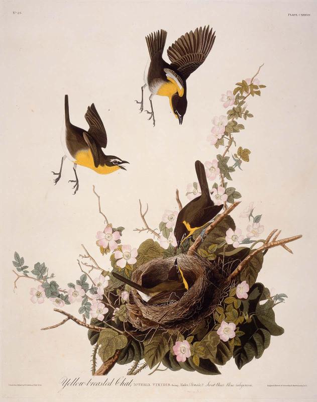 The Birds of America, Plate 137, Yellow-breasted Chat
