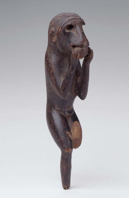 Monkey eating fruit
