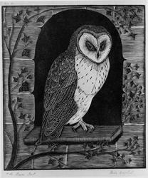 The barn owl