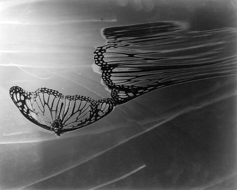 Untitled (Butterfly)