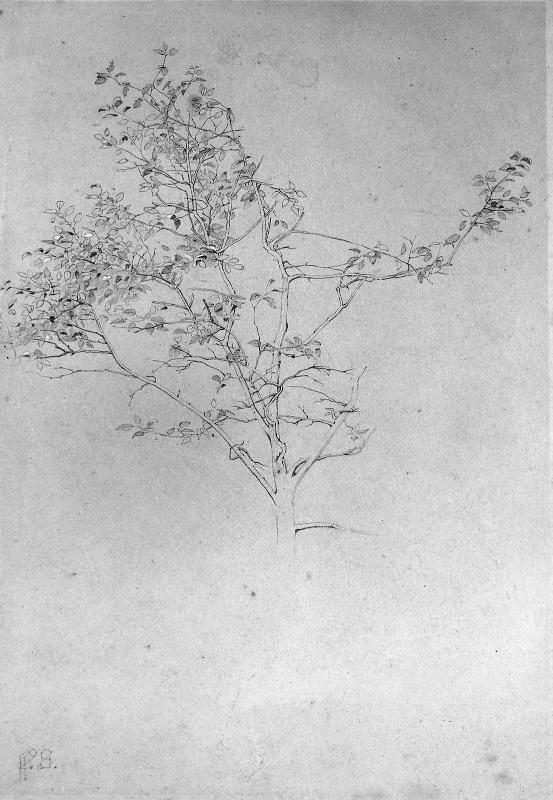 Study of a Tree Branch