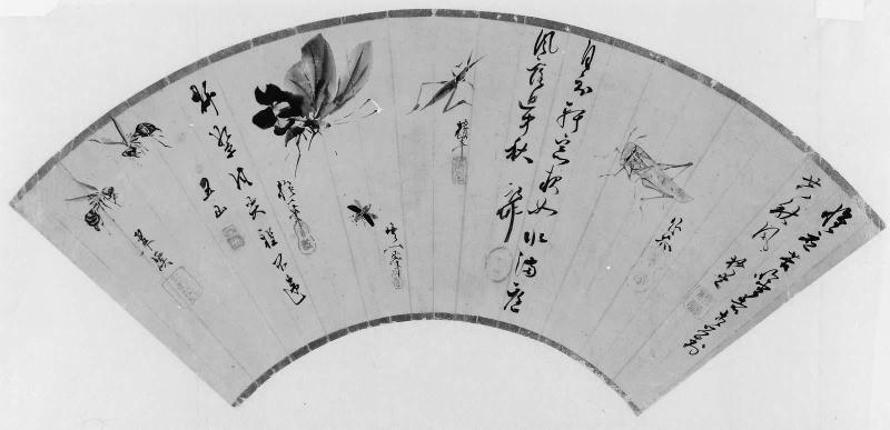 Butterfly and other Insects