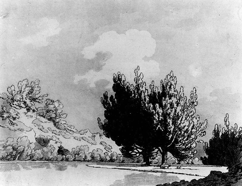 Poplar Trees