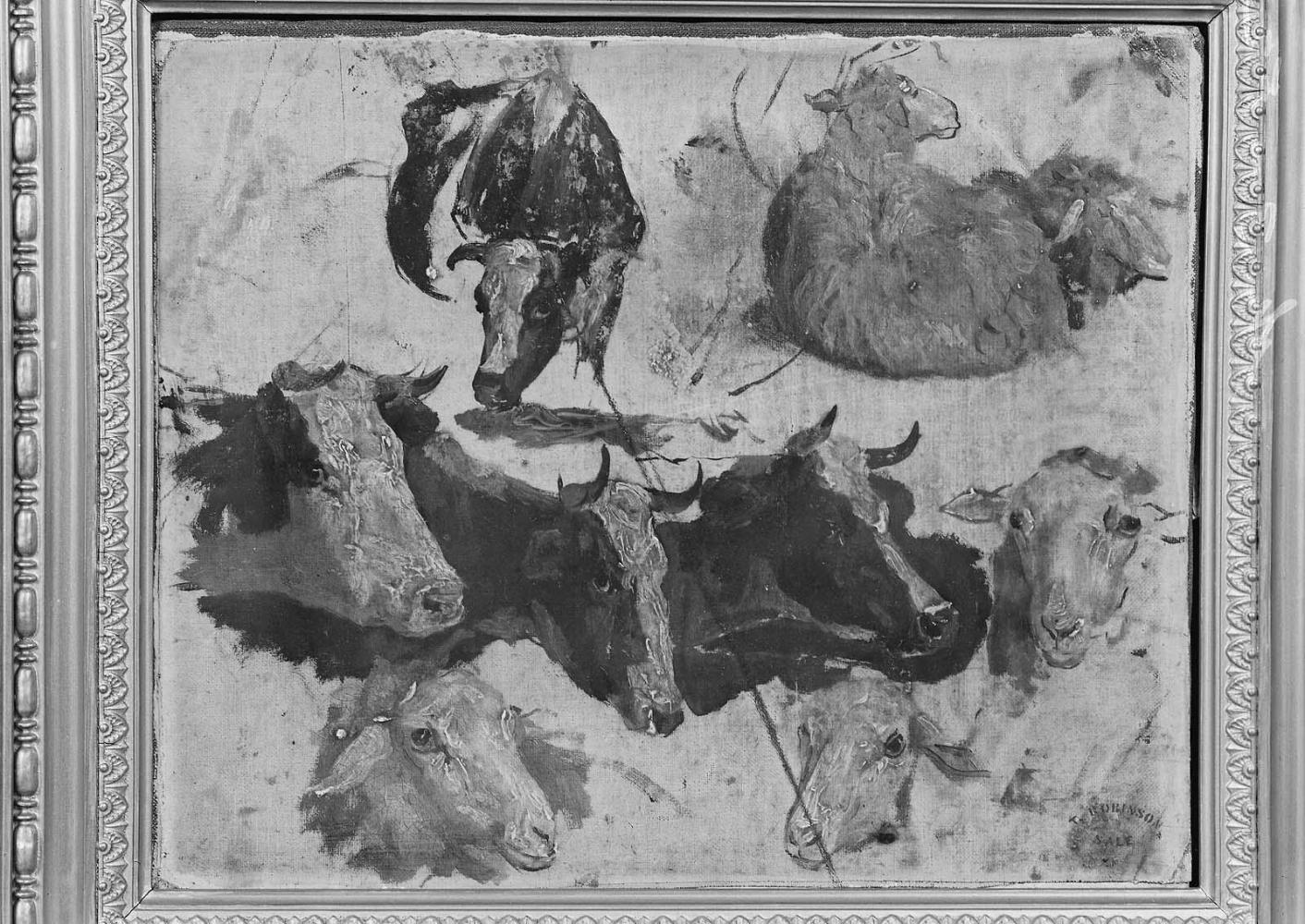 Study of Cows and Sheep