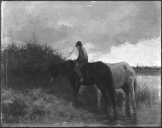 Horses Drinking