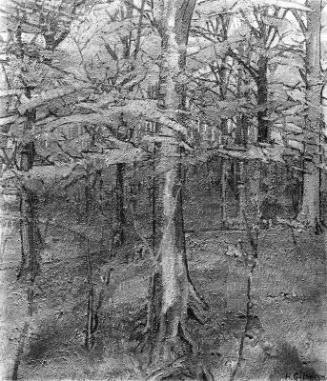 Beech Wood