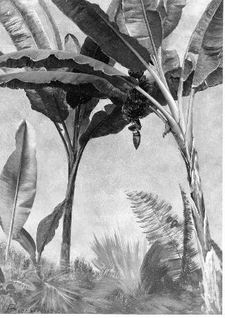 Banana Trees