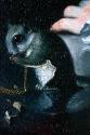Squirrel; Conservation Status: Before Treatment