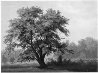 Landscape with Large Tree