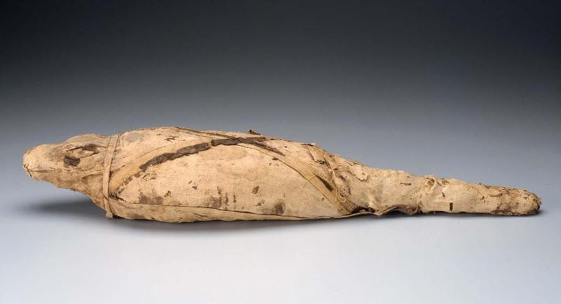 Mummy of a crocodile