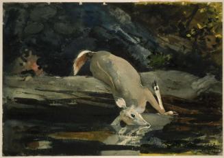 The Fallen Deer