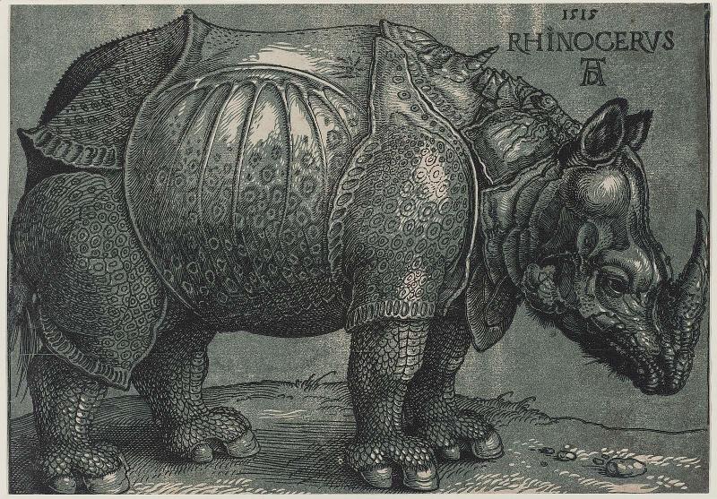 Rhinoceros
