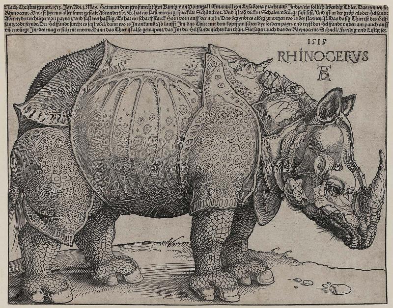 Rhinoceros