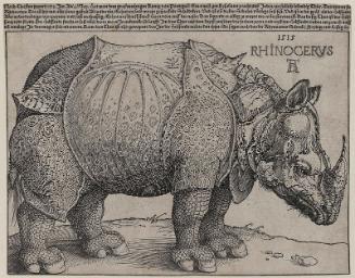 Rhinoceros