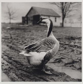Untitled (Goose)