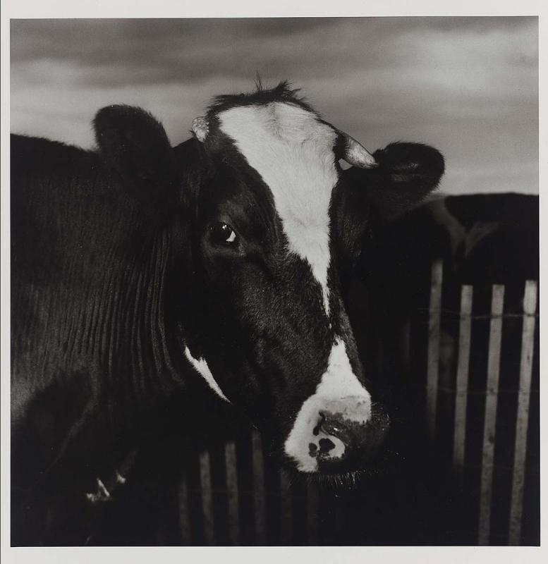 Untitled (Cow)