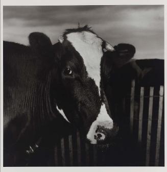 Untitled (Cow)