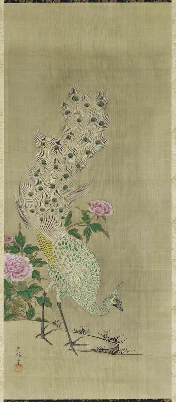 Peacock