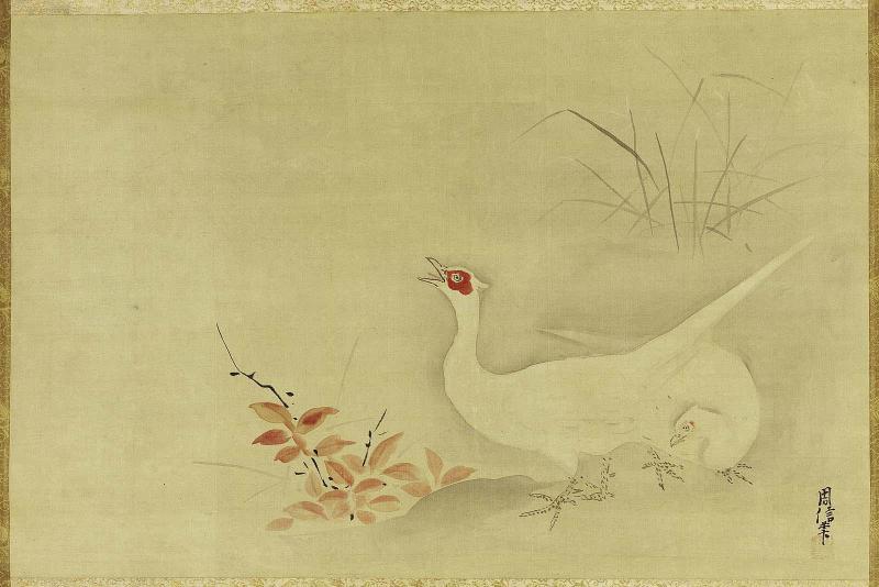 White Pheasants