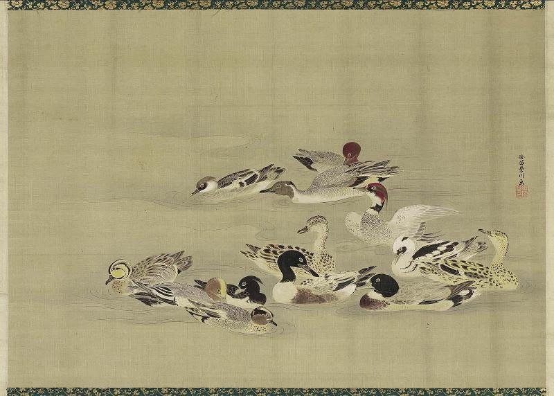 Ducks