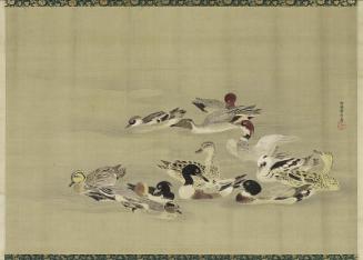 Ducks