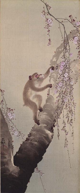 Monkey and Cherry