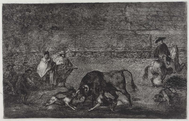 Les chiens lâché sur le taureau. (The dogs let loose on the bull); rejected plate [C] for the series "Tauromaquia" (Bullfighting)