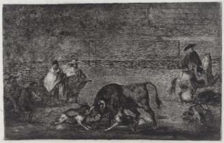 Les chiens lâché sur le taureau. (The dogs let loose on the bull); rejected plate [C] for the series "Tauromaquia" (Bullfighting)