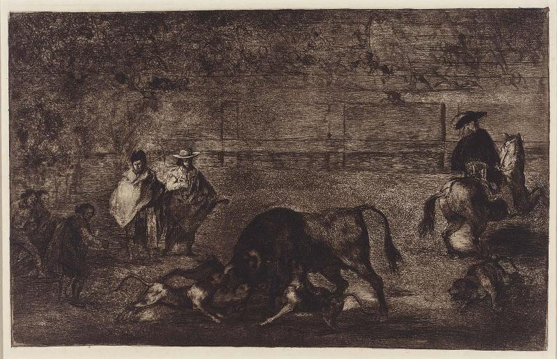 Les chiens lâché sur le taureau. (The dogs let loose on the bull); rejected plate [C] for the series "Tauromaquia" (Bullfighting)