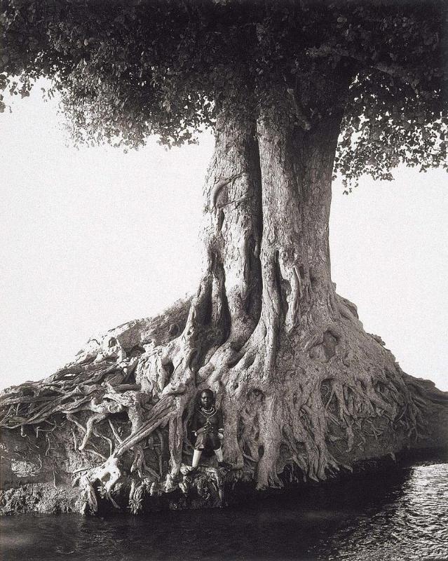 Nangini, Giant Fig Tree, Africa