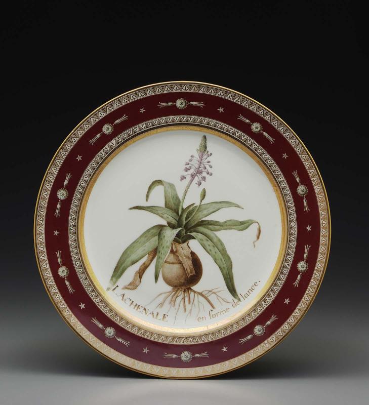 Plate from Service des plantes de la Malmaison