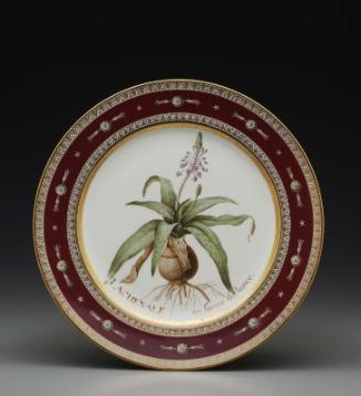 Plate from Service des plantes de la Malmaison