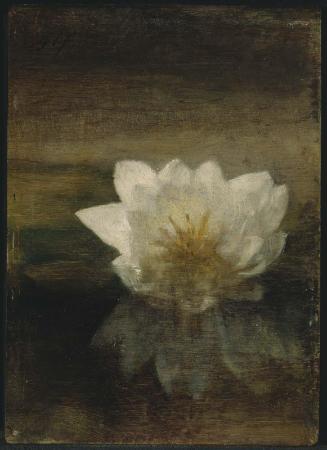 Water Lily