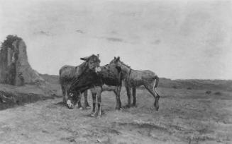 Donkeys in the Campagna