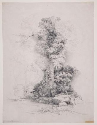 Study of a Great Tree, near Civita Castellana