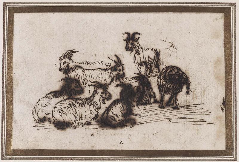 A Herd of Goats