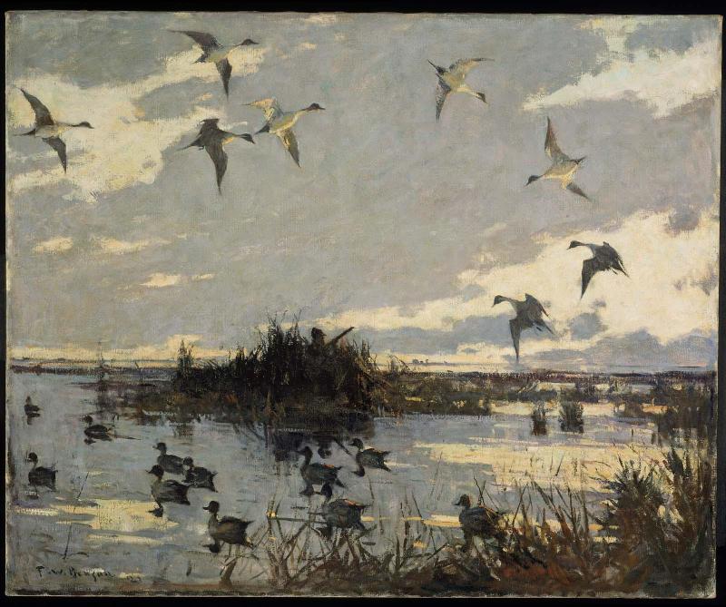Pintails Decoyed
