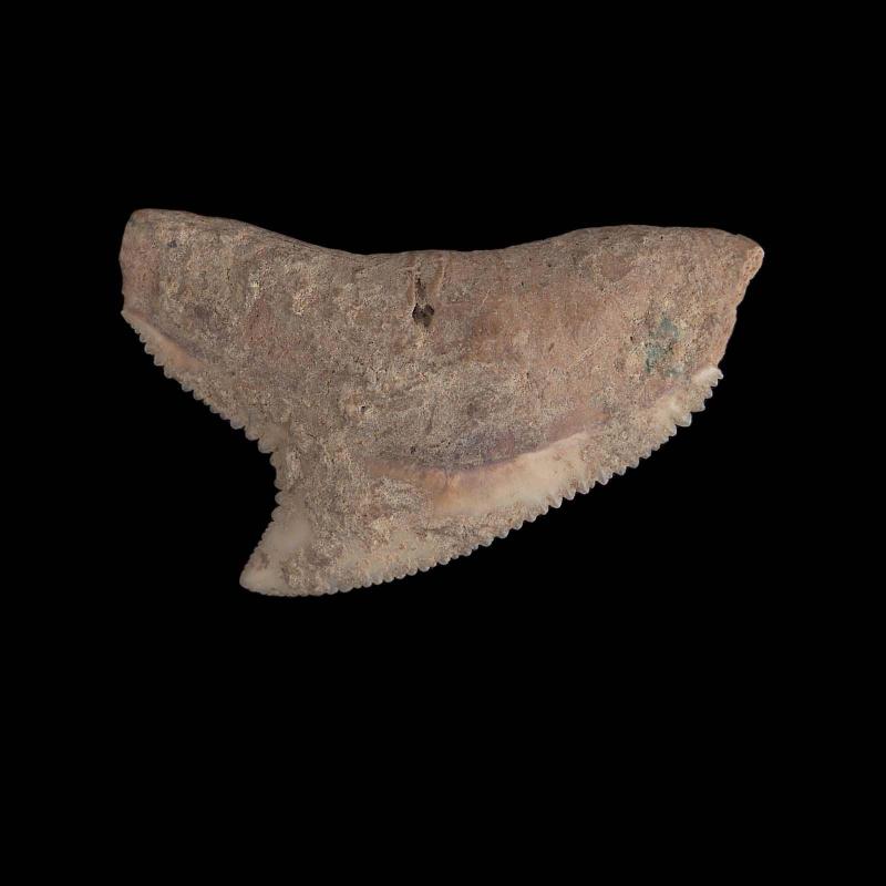 Shark's tooth