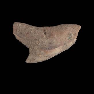 Shark's tooth