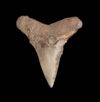 Shark's tooth