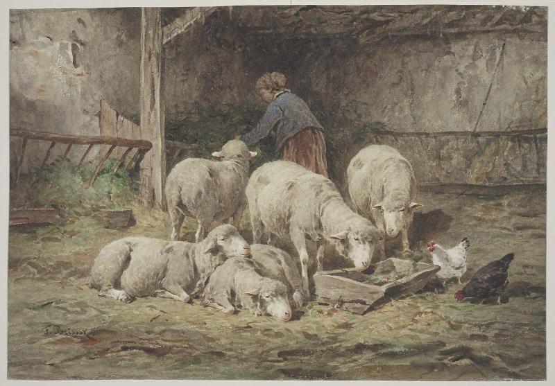 Feeding Sheep