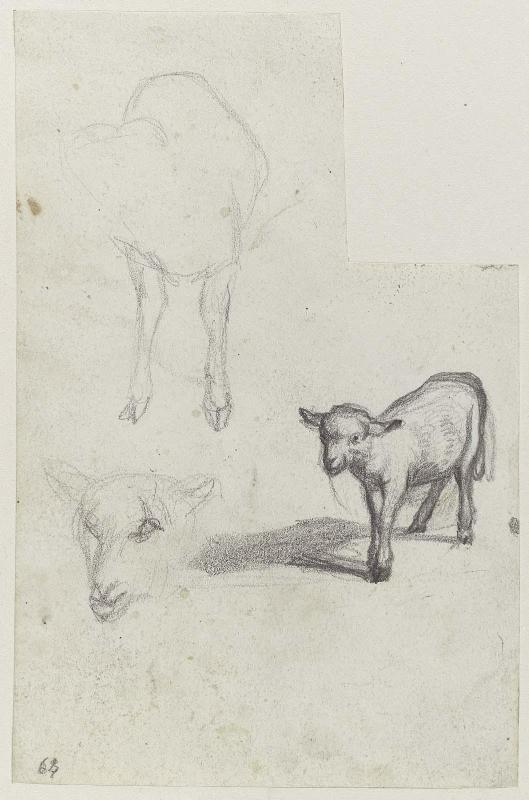 Three Sketches of a Lamb
