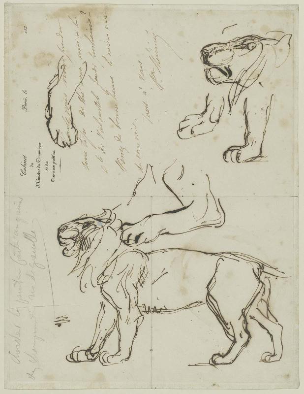 Study of Lions