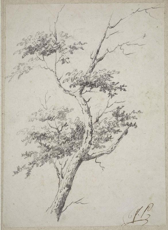 Sketch of a tree