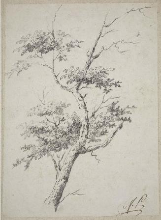 Sketch of a tree