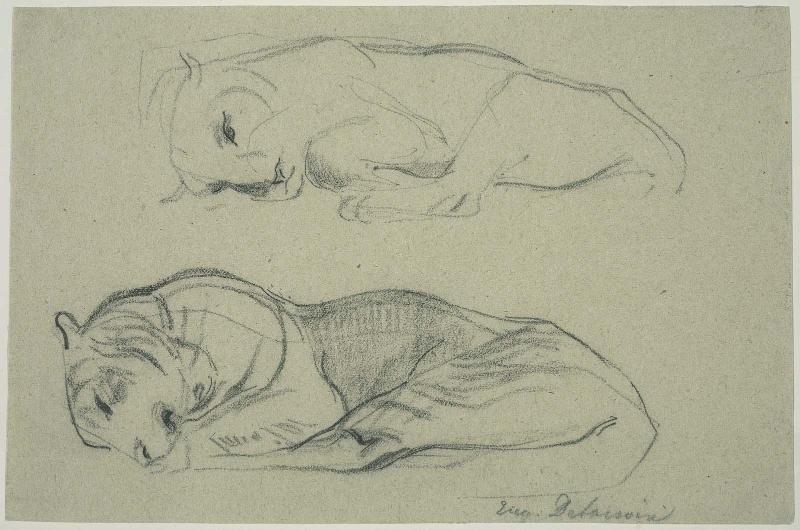 Studies of a Sleeping Lioness