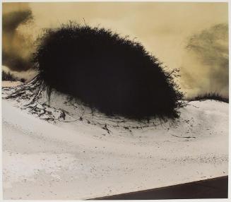 Black Bush in Desert I