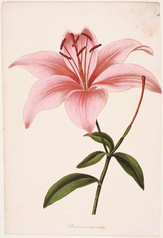 Lilium aurantiacum (possibly from Joseph Paxton, ed. "Magazine of Botany and Register of Flowering Plants", London, 1834–49)