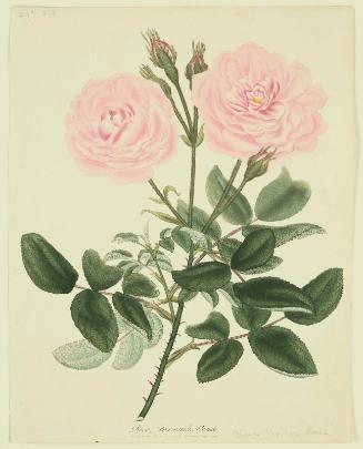 Rosa, Provincialis blanda  (From ROSES; or a monograph of the genus Rosa...H. C. Andrews. London 1805–28.