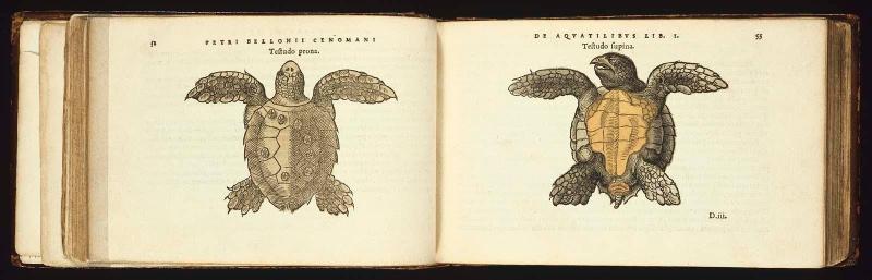 De aquatilibus
